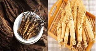 Đông trùng hạ thảo với nhân sâm