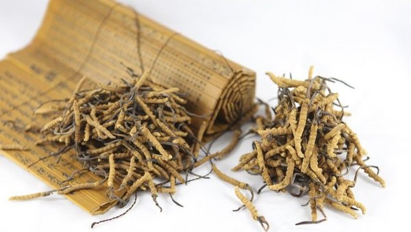 Đông trùng hạ thảo Tây Tạng và công dụng 