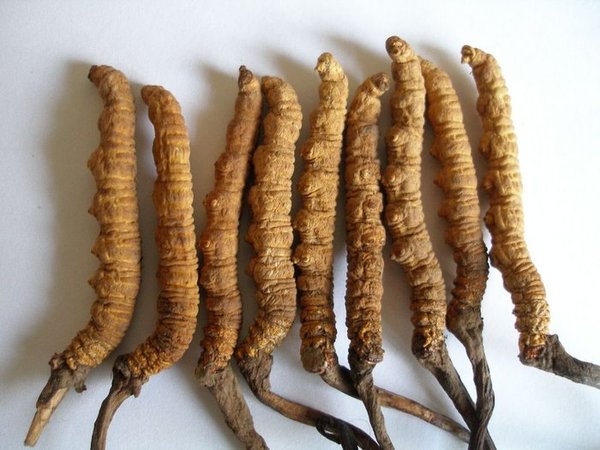 Đông trùng hạ thảo tự nhiên Tây Tạng là loại có giá trị cao nhất trên thị trường hiện nay